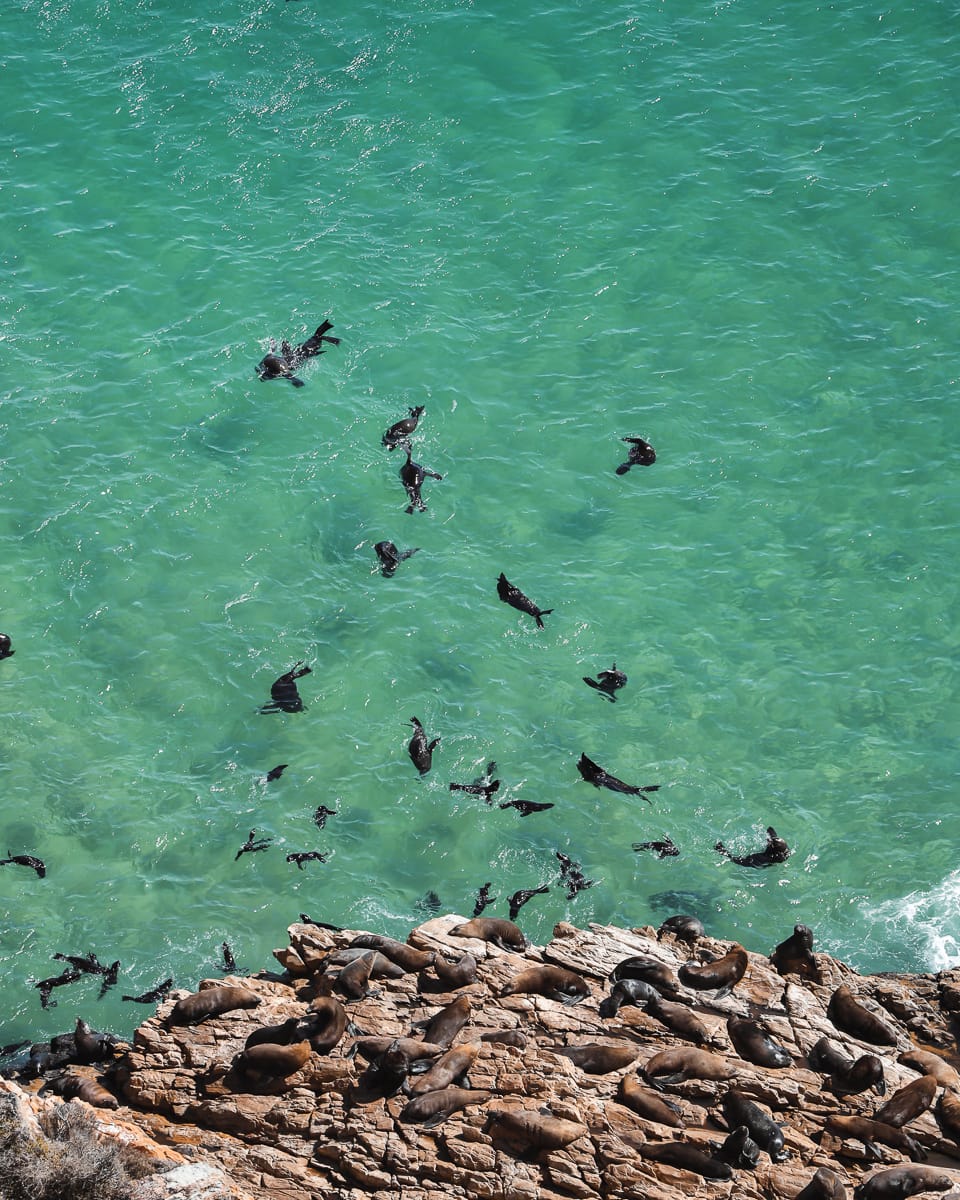 Südafrika Sehenswürdigkeiten & Highlights - Robberg Nature Reserve - Robben