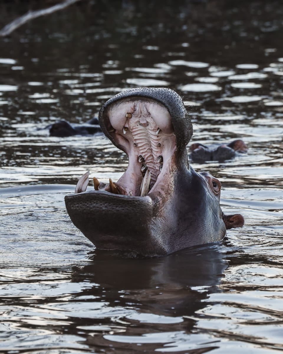 Südafrika Sehenswürdigkeiten & Highlights - Santa Lucia - Wetland Park Hippo
