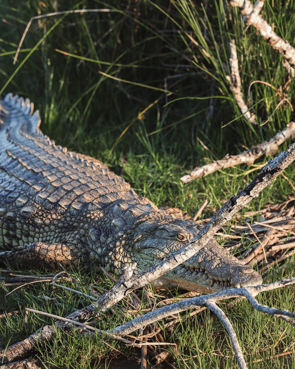 Südafrika Sehenswürdigkeiten & Highlights - Santa Lucia - Wetland Park Krokodil