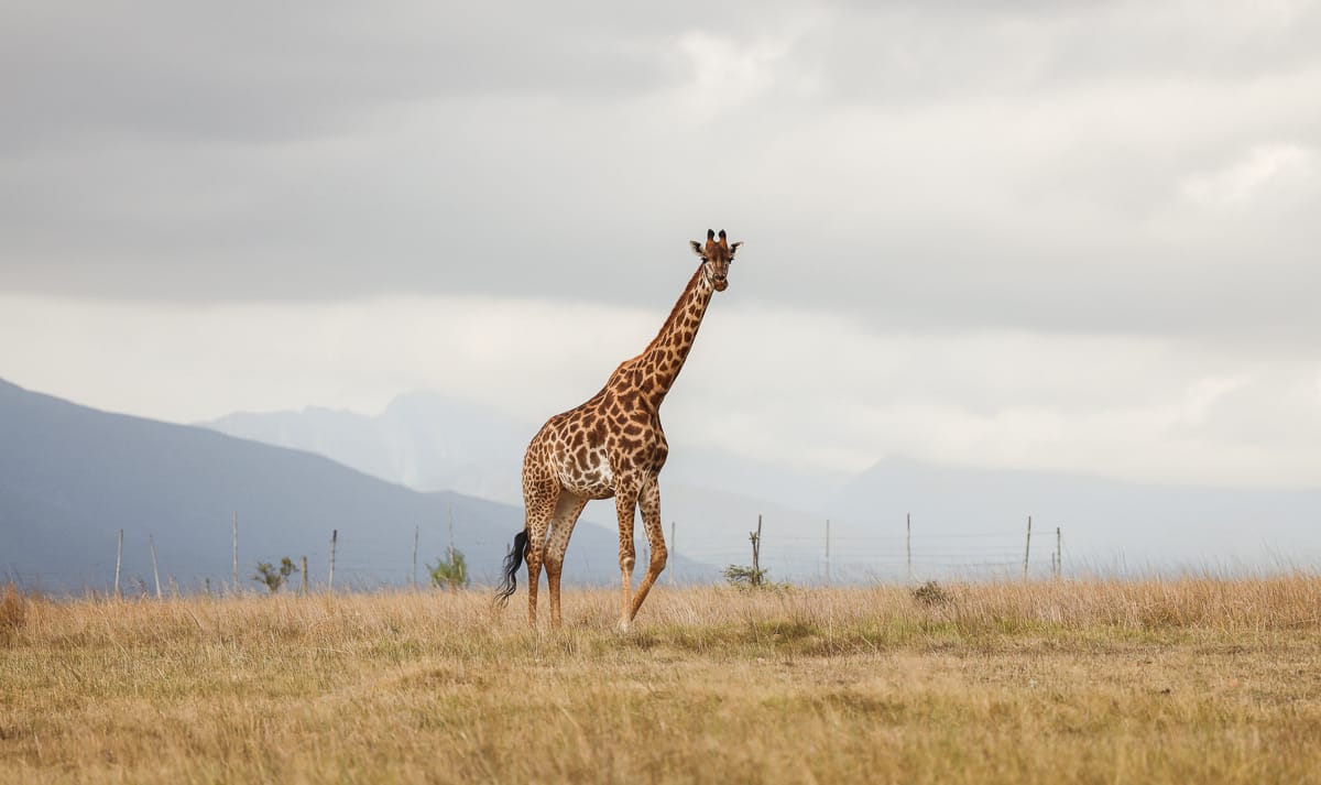 Südafrika - Unterkunft bei Swellendam - Kwetu Farm Südafrika - Unterkunft bei Swellendam - Kwetu Farm