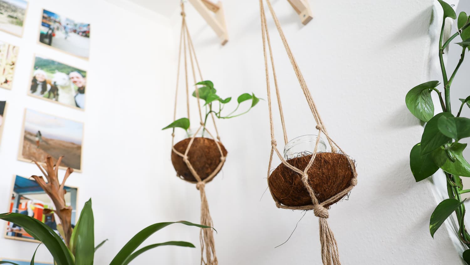 Makramee Pflanzenhänger - Kokusschale Makramee Pflanzenhänger - Kokusschale