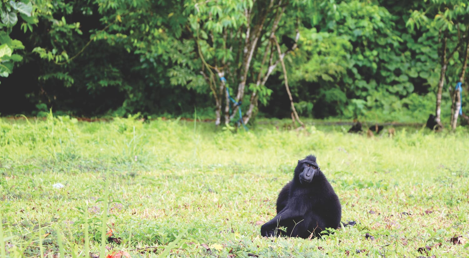 Sulawesi Sehenswürdigkeiten: Tangkoko Nationalpark