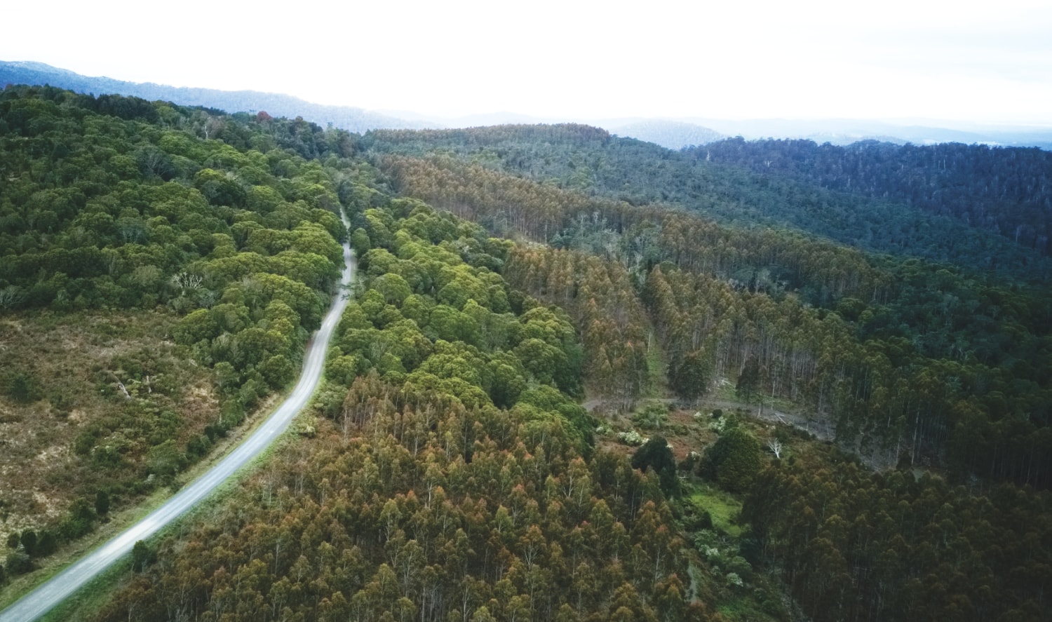 Der Dschungel Tasmaniens
