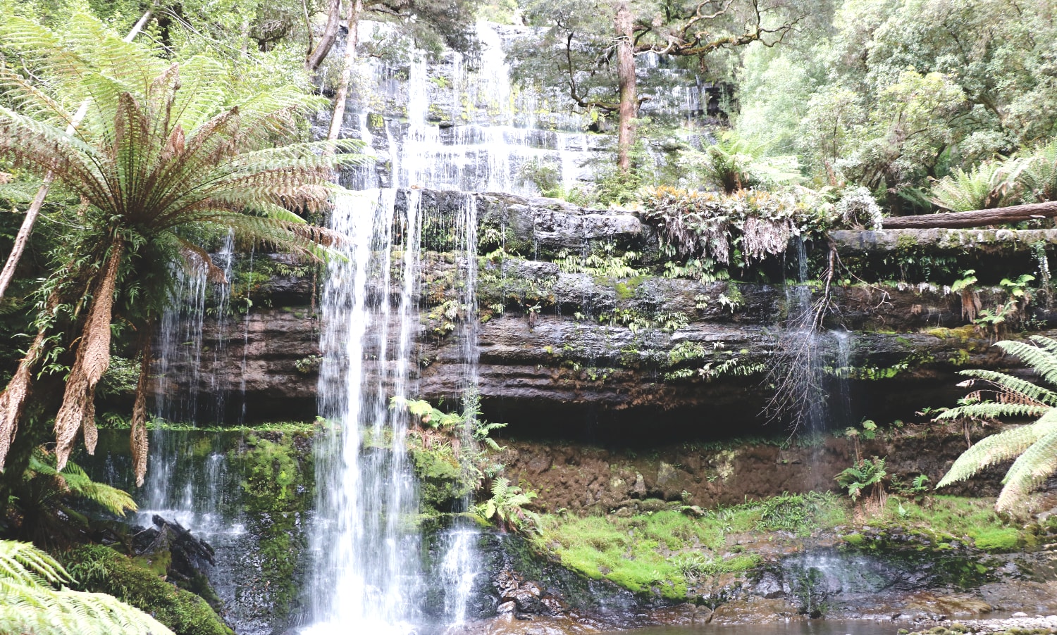 Tasmanien Sehenswürdigkeiten: Mount Field Nationalpark