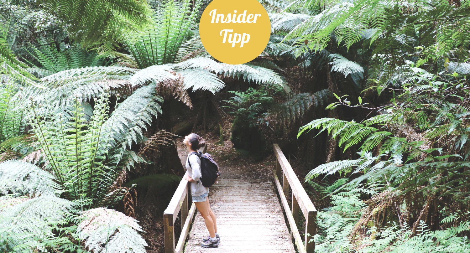 Tasmanien Sehenswürdigkeiten: Mount Field Insider Tipp