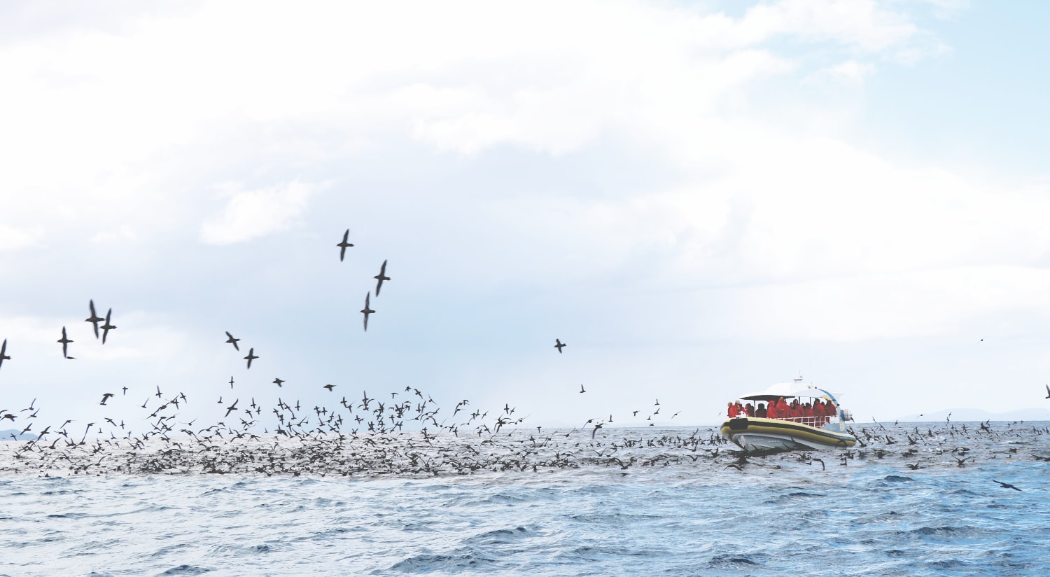 Tasmanien Sehenswürdigkeiten: Bruny Island Tour