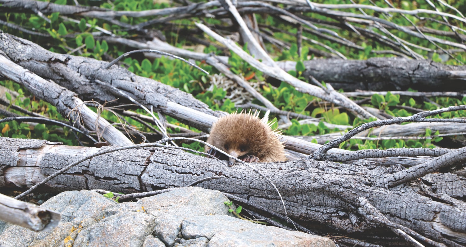 Ameisenigel auf Tasmanien