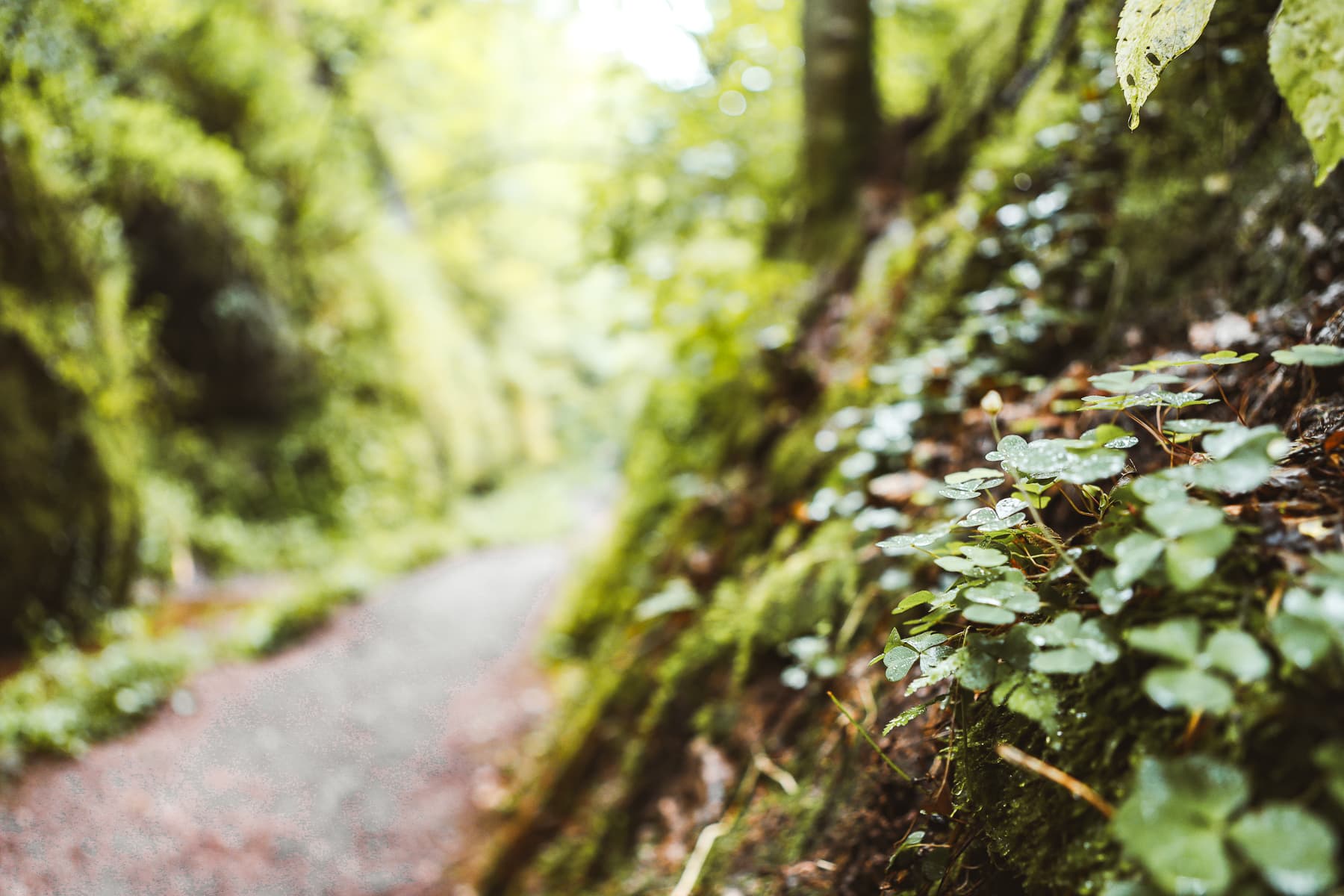 Thüringen - Wandern in der Drachenschlucht