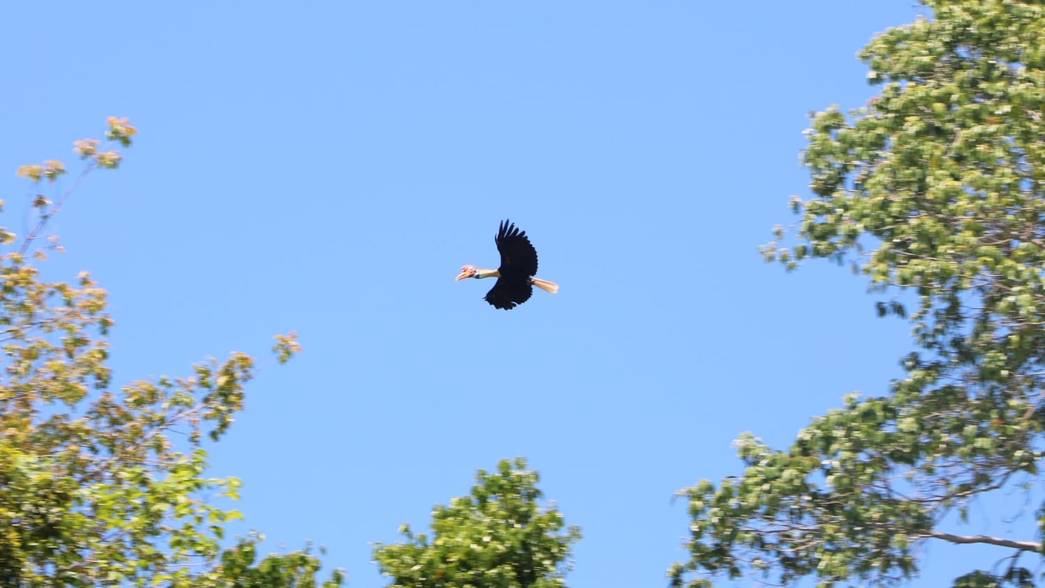 Togian Inseln Aktivitäten: Nashornvögel Togian Insel Guide - Reisetipps und Insidertipps - Sehenswürdigkeiten - Nashornvögel