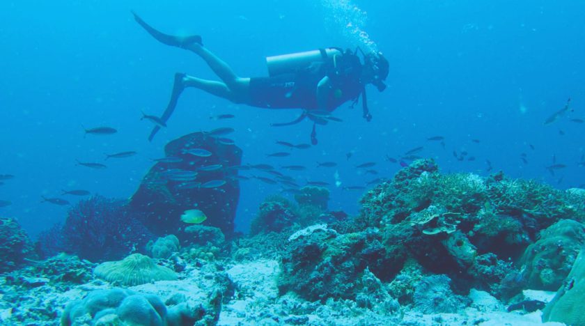 Togian Insel Guide - Reisetipps und Insidertipps - Tauchen