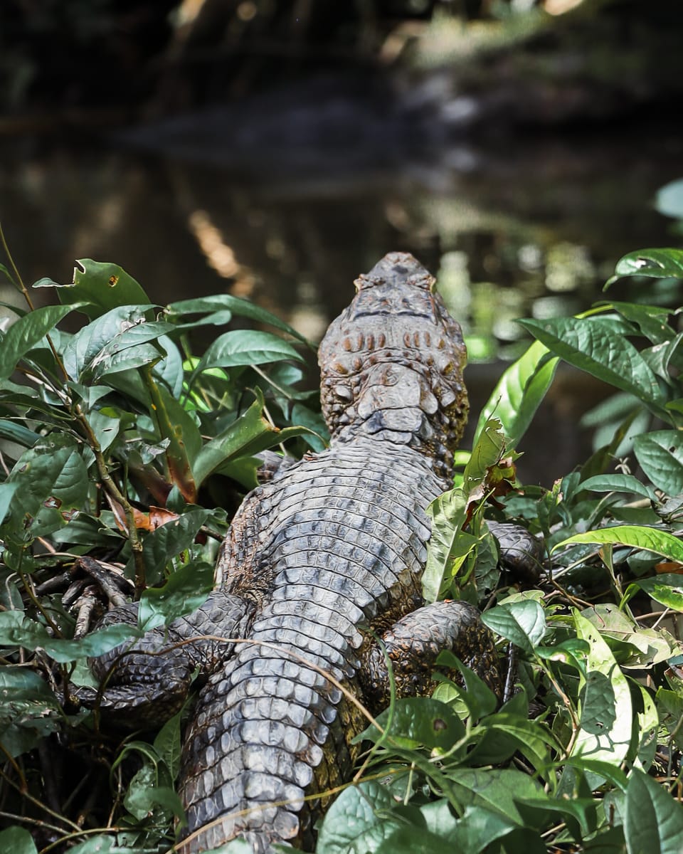 Tortuguero Nationalpark - Reisetipps/Guide - Kaiman Tortuguero Nationalpark - Reisetipps/Guide - Kaiman Rücken