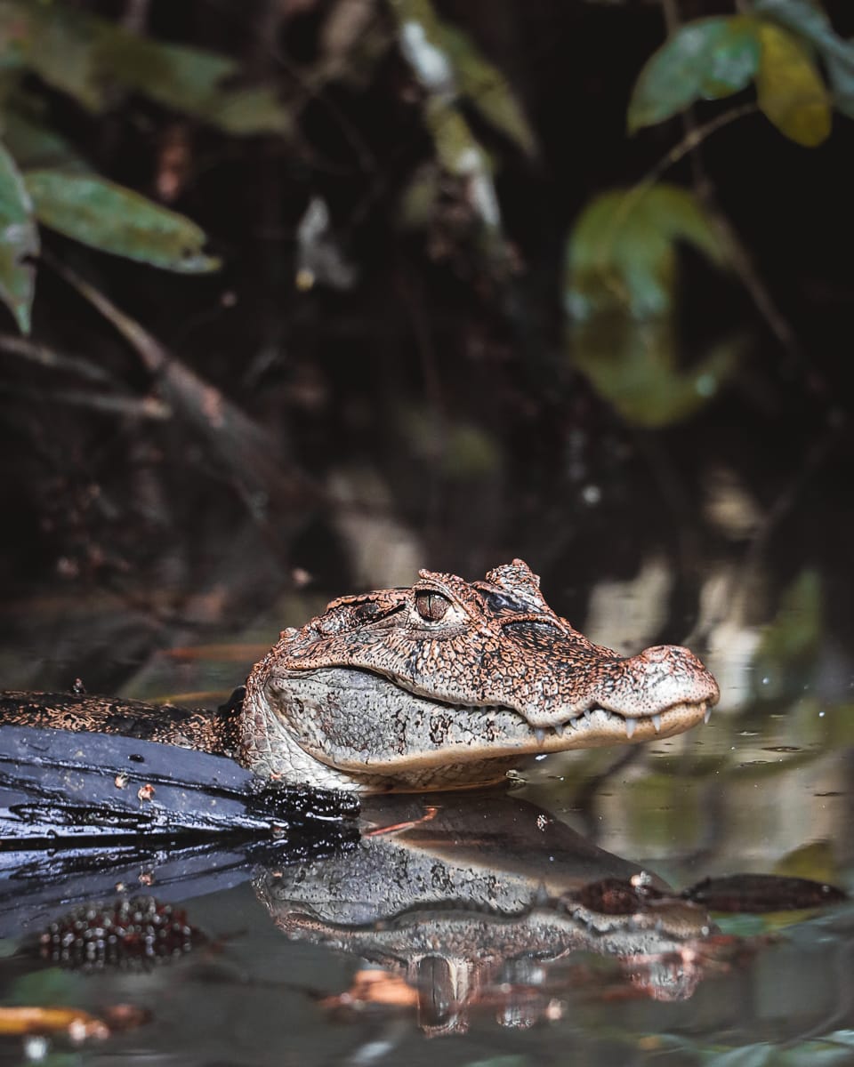 Tortuguero Nationalpark - Reisetipps/Guide - Kaiman Rücken