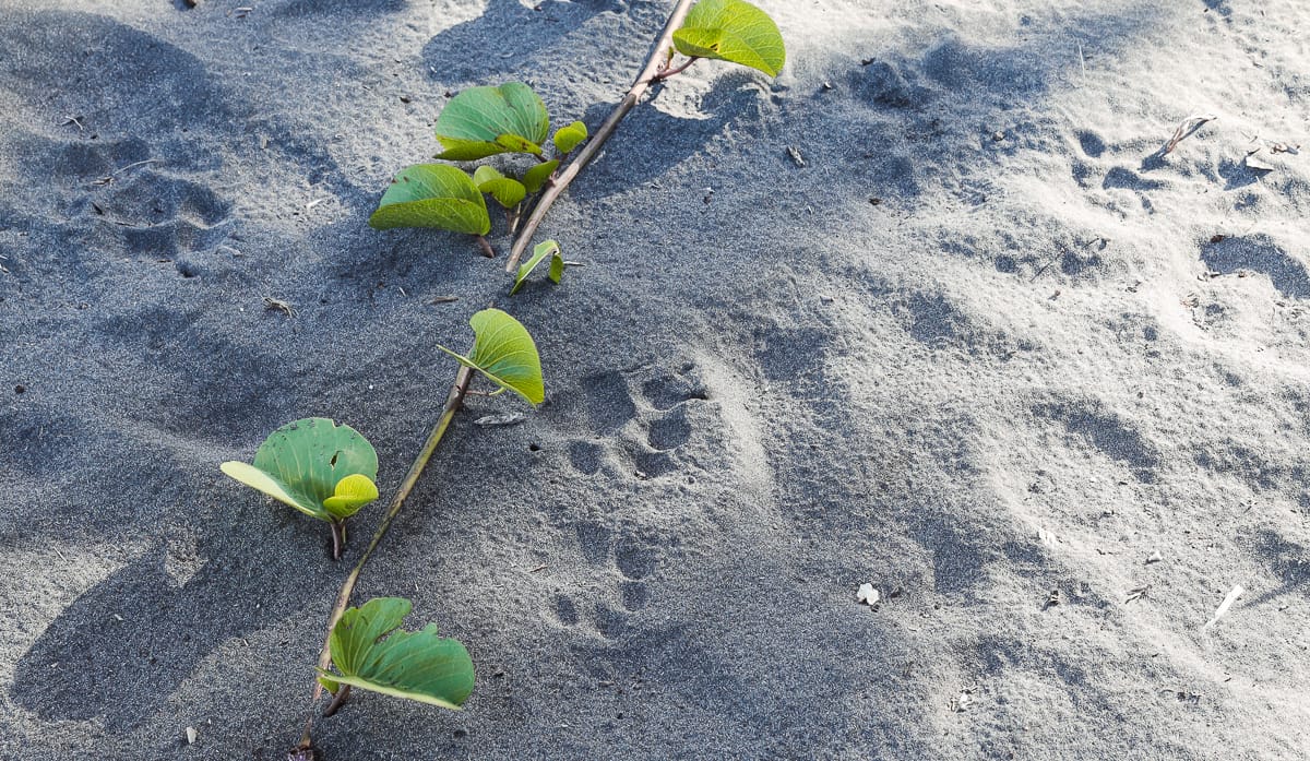 Tortuguero Nationalpark - Reisetipps/Guide - Jaguar Spuren Tortuguero Nationalpark - Reisetipps/Guide - Jaguar Spuren