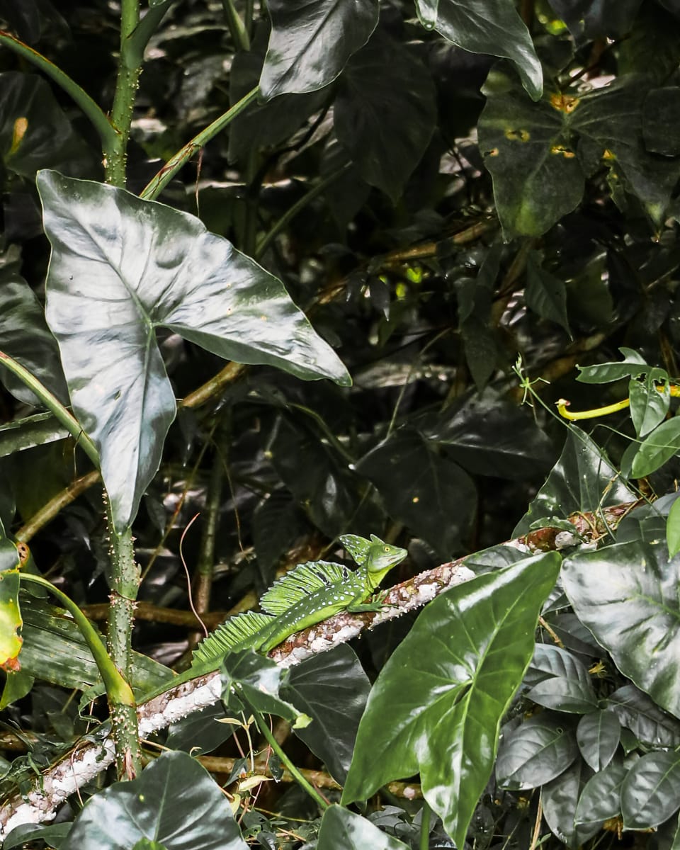 Tortuguero Nationalpark - Reisetipps/Guide - Jesus Christ Echse Tortuguero Nationalpark - Reisetipps/Guide - Jesus Christ Echse