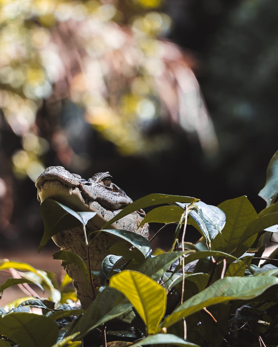 Tortuguero Nationalpark - Reisetipps/Guide - Kaiman Tortuguero Nationalpark - Reisetipps/Guide - Kaiman
