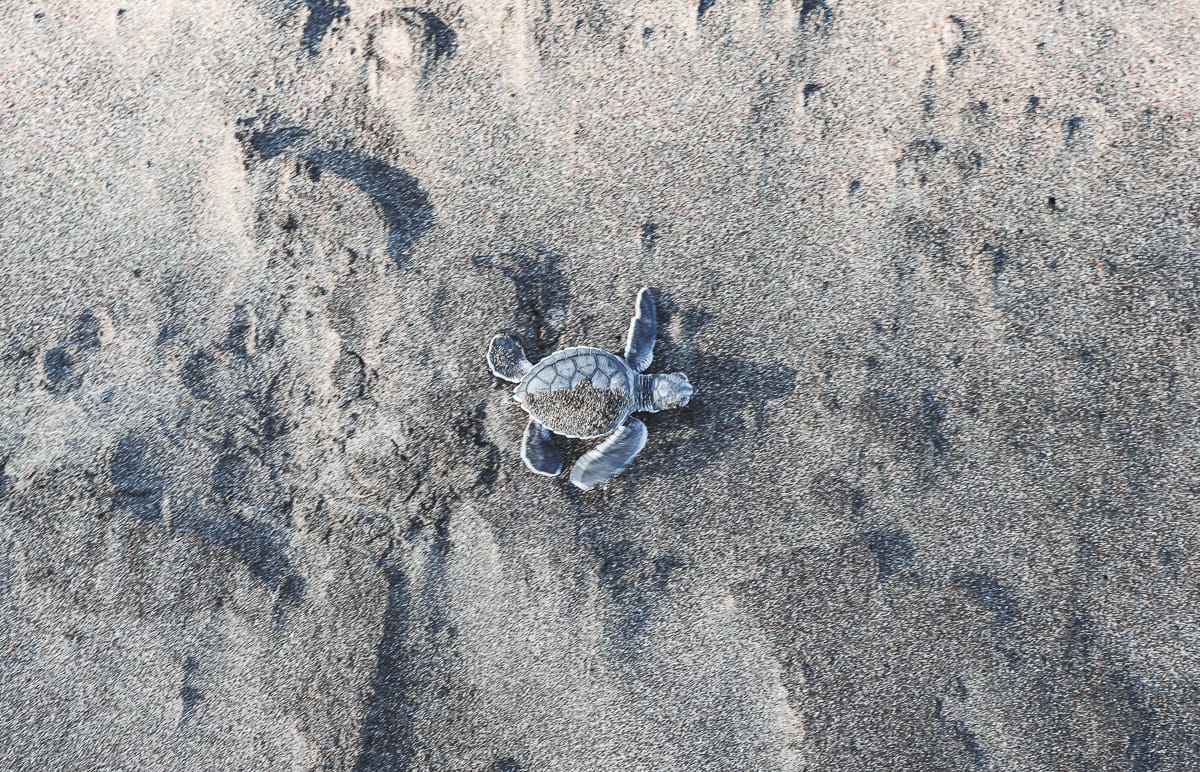 Tortuguero Nationalpark - Reisetipps/Guide - Schildkröten Baby am Strand Tortuguero Nationalpark - Reisetipps/Guide - Schildkröten Baby am Strand