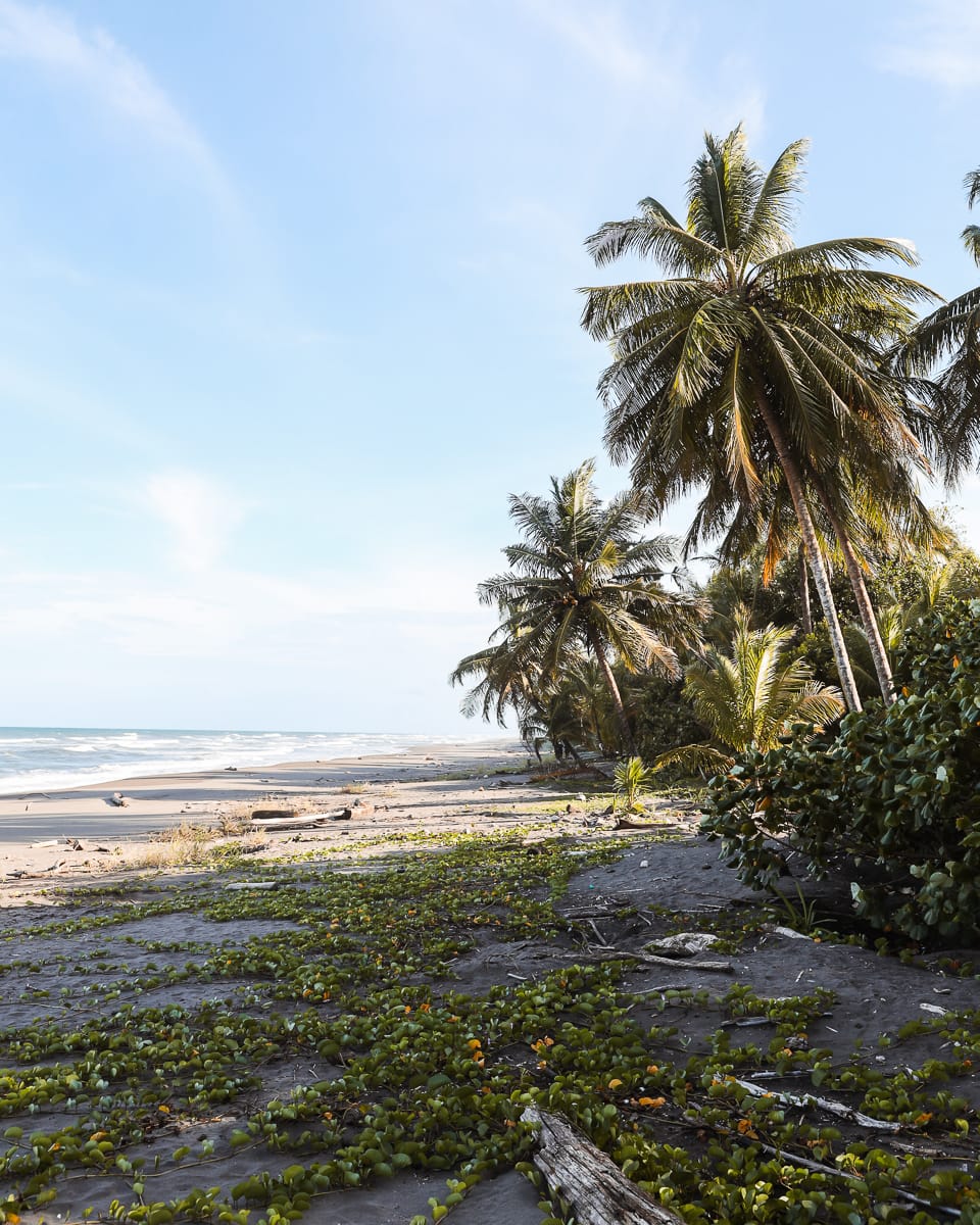 Tortuguero Nationalpark - Reisetipps/Guide - Strand Tortuguero Nationalpark - Reisetipps/Guide - Strand