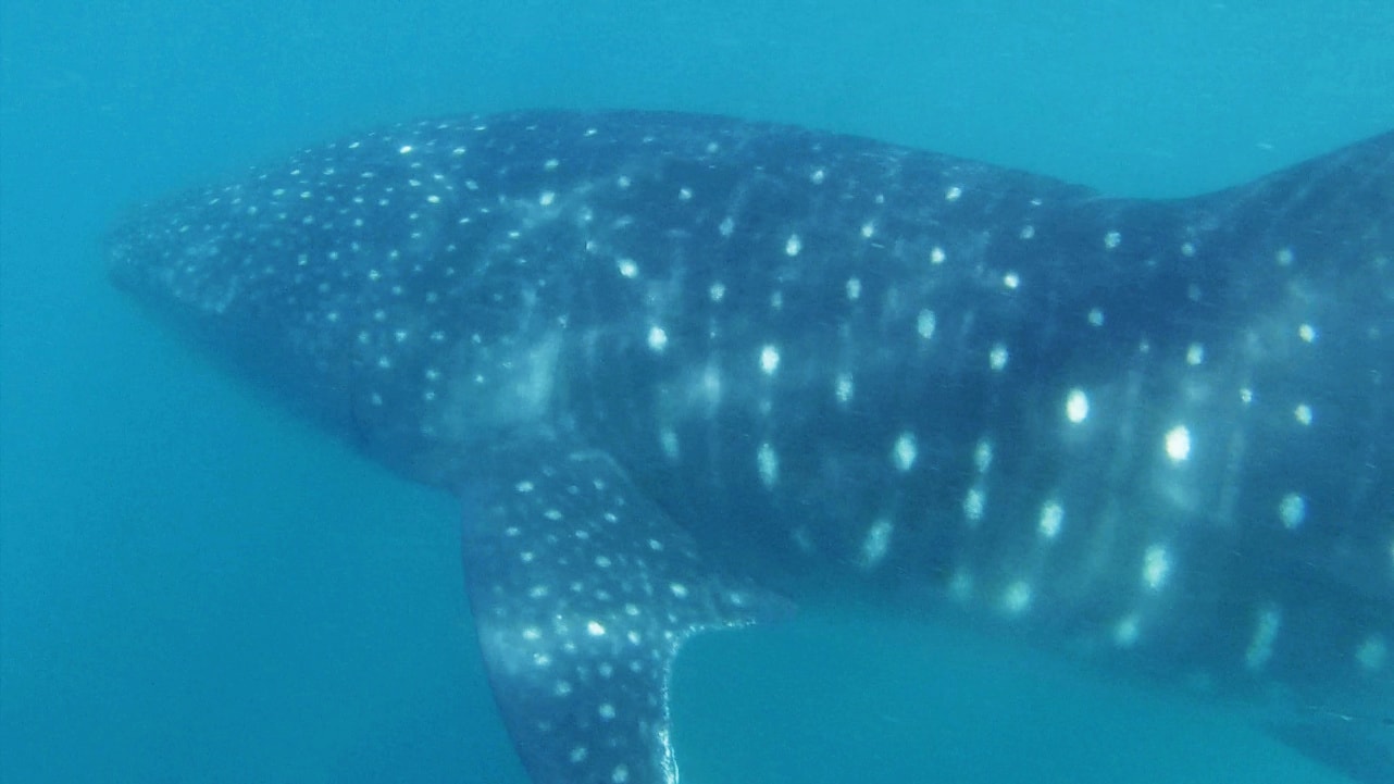 Walhai hautnah auf den Philippinen