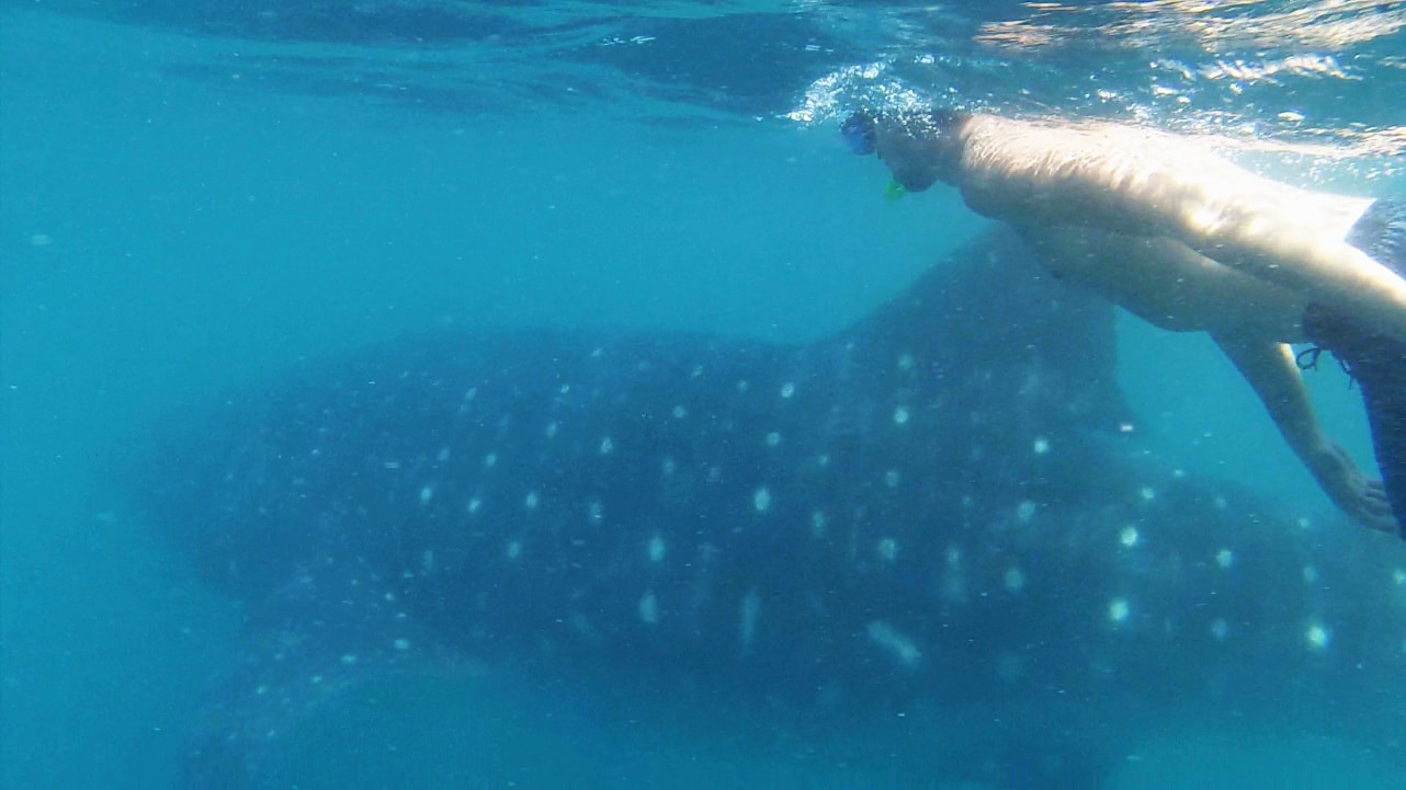 Reisebericht: Schnorcheln mit Walhaien auf den Philippinen