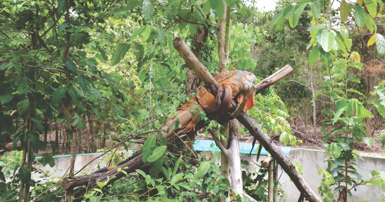 Echse bei WFFT Echse bei WFFT