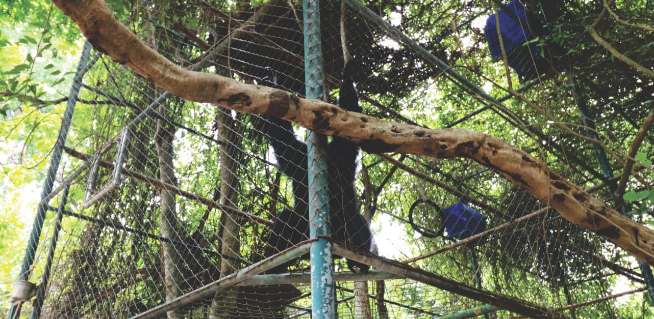 Gibbon bei WFFT Gibbon bei WFFT